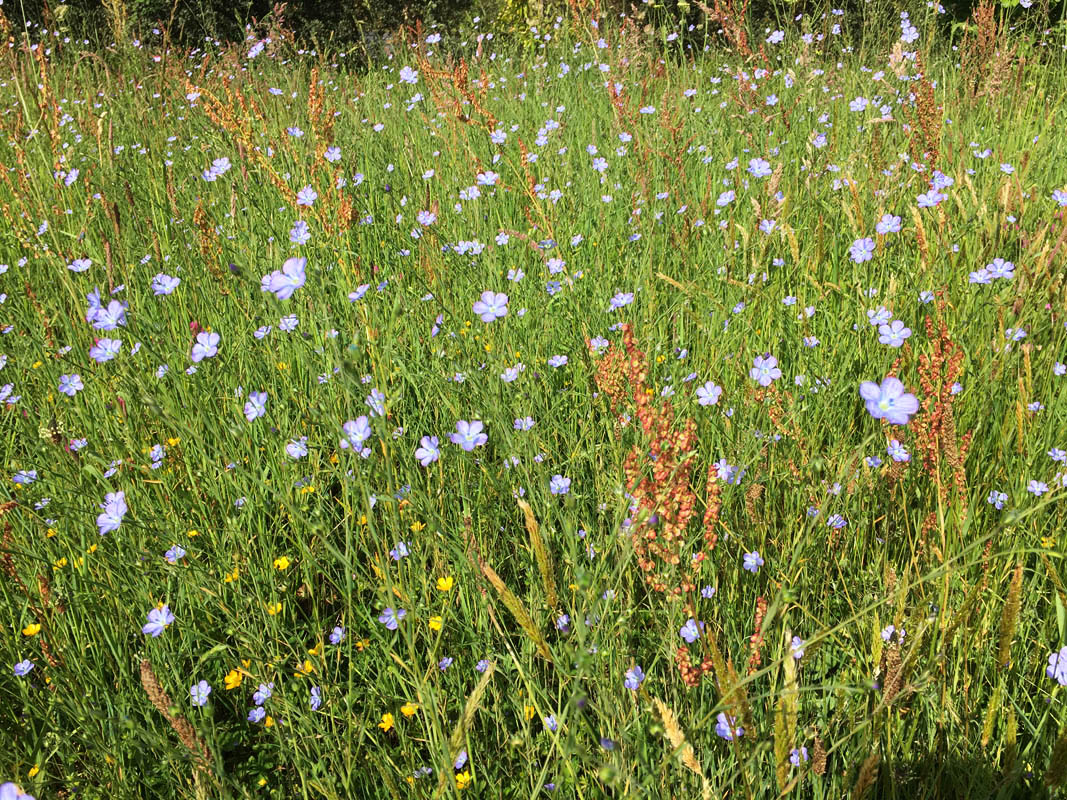 Linum usitatissimum